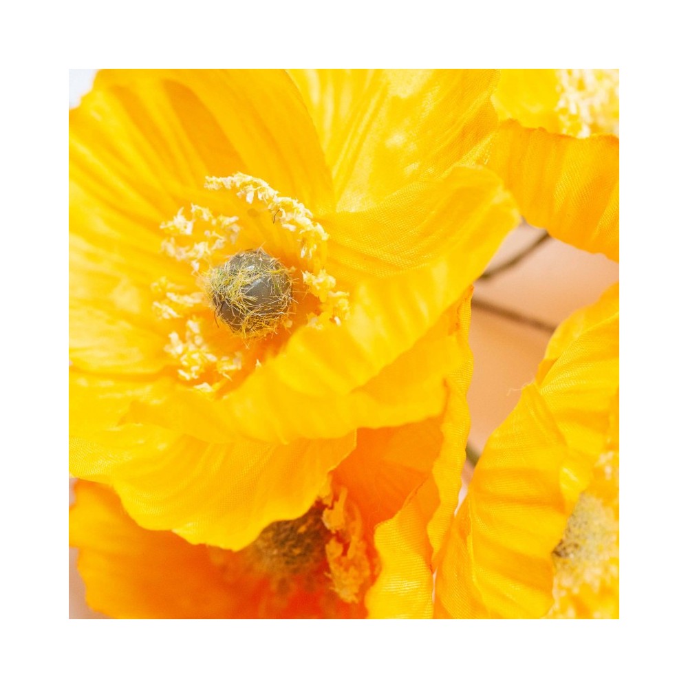 PAPAVERO GIALLO D7 H16